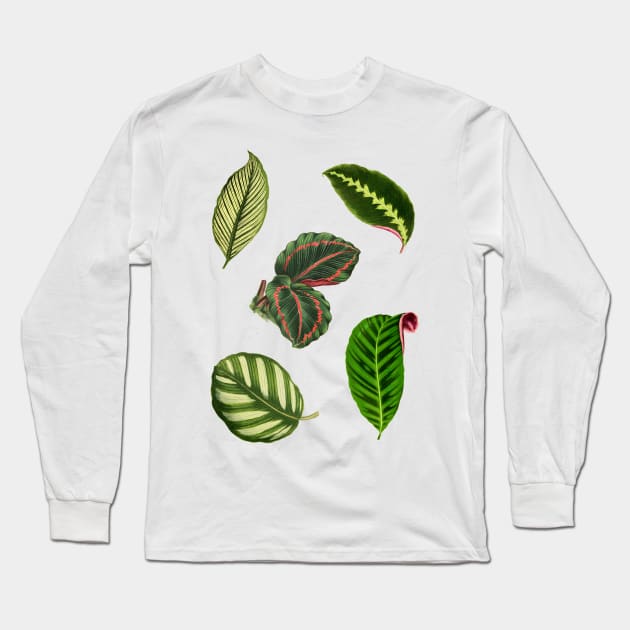 Pack of Calathea leaves Long Sleeve T-Shirt by chimakingthings